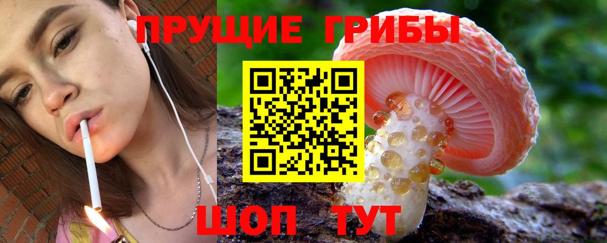 Псилоцибиновые грибы Psilocybine cubensis Татарск